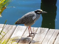 Night Heron